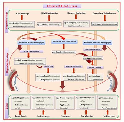 Physiological and Molecular Approaches for Developing Thermotolerance in Vegetable Crops: A Growth, Yield and Sustenance Perspective